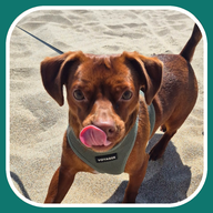 BeachFinder icon