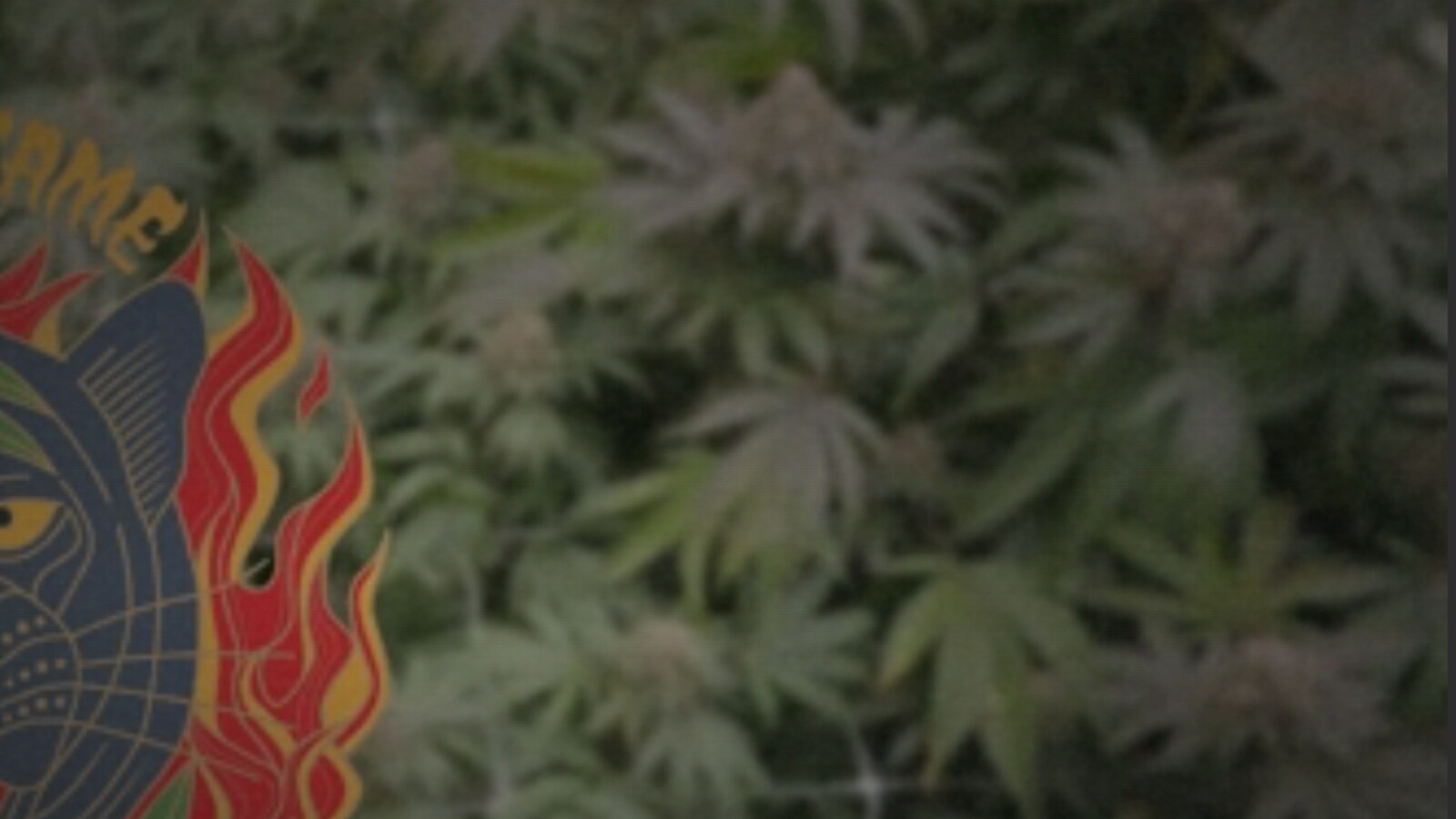 Indoor cultivation room used in the Flora and Flame redesign